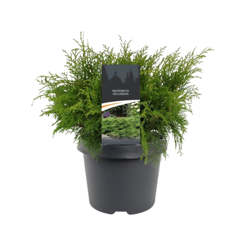 Microbiote de Sibérie Pot 30/40cm - Microbiota decussata