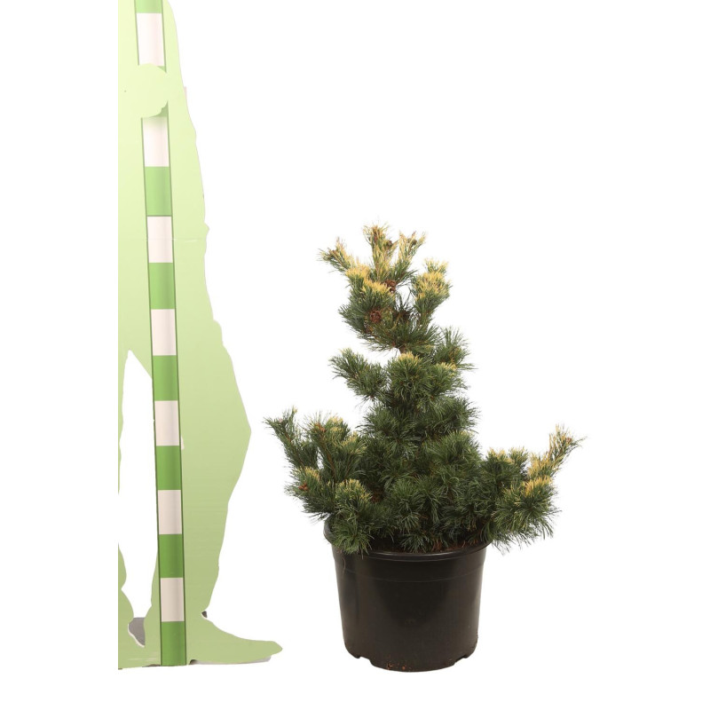 Pin blanc du Japon 'Goldilocks' Pot 25L 60/80cm - Pinus parv. Goldilocks