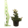 Pin blanc du Japon 'Goldilocks' Pot 25L 60/80cm - Pinus parv. Goldilocks