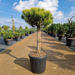 Pin de montagne 'Carsten' Pot 15L 70cm Boule 30cm - Pinus mugo Carsten