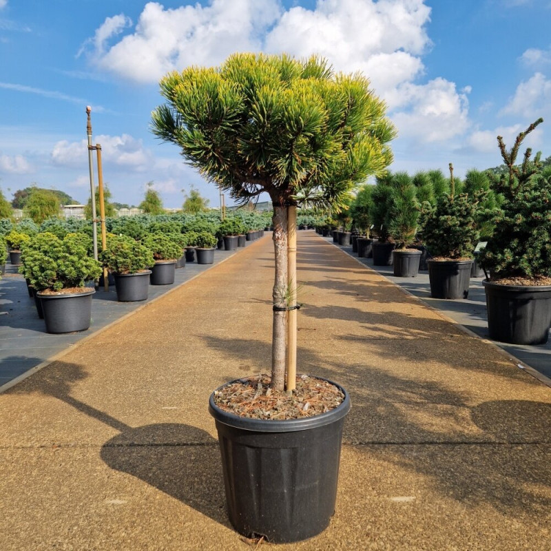 Pin de montagne 'Carsten' Pot 15L 70cm Boule 30cm - Pinus mugo Carsten
