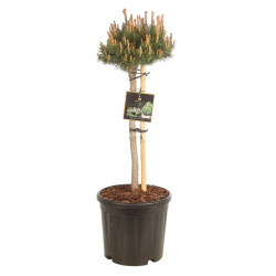 Pin de montagne 'Klostergrün' Pot 11L 70cm - Pinus Mugo Klostergrün