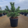 Pin de montagne 'Krauskopf' Pot 11L 30/40cm - Pinus mugo Krauskopf