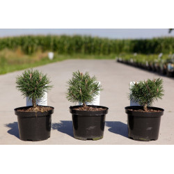 Pin de montagne 'Mops' Pot 2L 15/20cm - Pinus mugo Mops