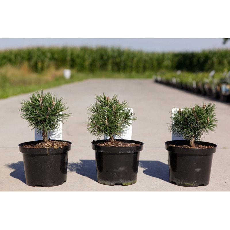 Pin de montagne 'Mops' Pot 2L 15/20cm - Pinus mugo Mops
