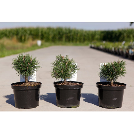 Pin de montagne 'Mops' Pot 2L 15/20cm - Pinus mugo Mops