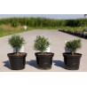 Pin de montagne 'Mops' Pot 2L 15/20cm - Pinus mugo Mops