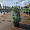 Pin de Schwerin 'Wiethorst' Pot 11L 40/50cm - Pinus xschwerinii Wiethorst