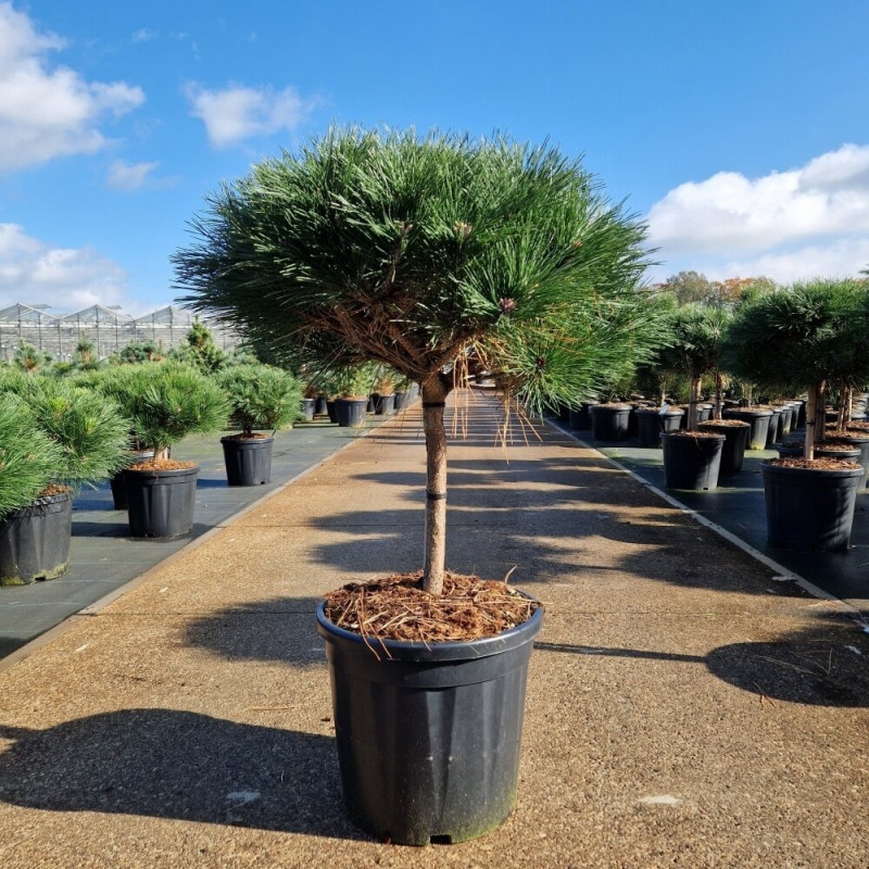 Pin noir d'Autriche 'Brepo' Pot 20L 70cm Boule 40cm - Pinus nigra Brepo