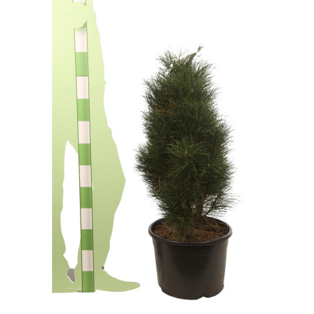 Pin noir d'Autriche 'Green Tower' Pot 25L 60/80cm - Pinus nigra Green Tower