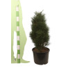 Pin noir d'Autriche 'Green Tower' Pot 25L 60/80cm - Pinus nigra Green Tower