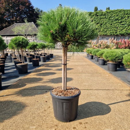 Pin noir d'Autriche 'Marie Bregeon' Pot 15L BOULE DIAM. 30cm SUR Tige 40cm - Pinus nigra Marie Bregeon
