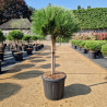 Pin noir d'Autriche 'Marie Bregeon' Pot 15L BOULE DIAM. 30cm SUR Tige 40cm - Pinus nigra Marie Bregeon