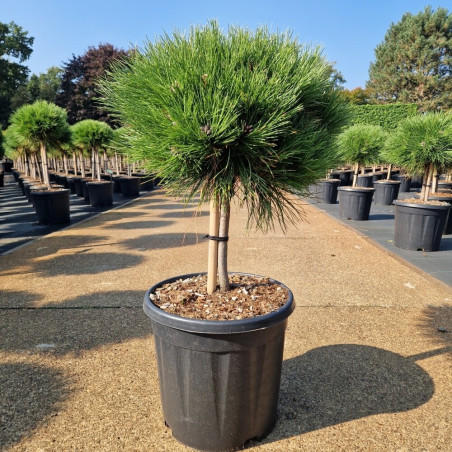 Pin noir d'Autriche 'Marie Bregeon' Pot 18L Boule 55cm - Pinus nigra Marie Bregeon