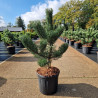 Pin noir d'Autriche 'Oregon Green' Pot 11L 40/60cm - Pinus nigra Oregon Green