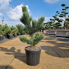 Pin noir d'Autriche 'Oregon Green' Pot 15L 60/70cm - Pinus nigra Oregon Green