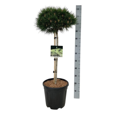 Pin noir d'Autriche nain Pot 15L 100cm - Pinus nigra Nana
