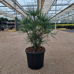 Pin parasol du Japon Pot 4,5L 30/40cm - Sciadopitys verticillata