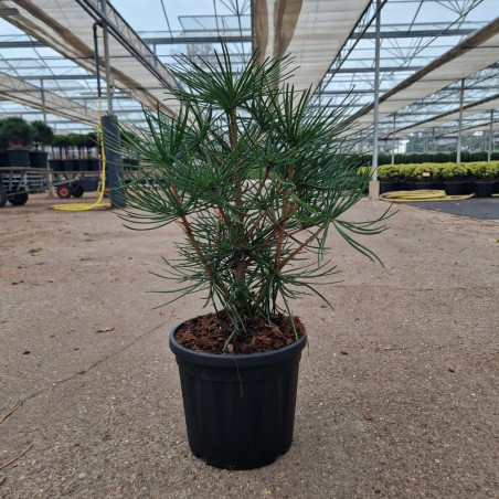 Pin parasol du Japon Pot 4,5L 30/40cm - Sciadopitys verticillata