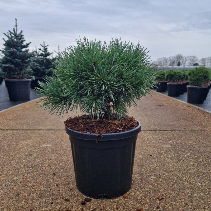Pin sylvestre 'Chantry Blue' Pot 8L 25/30cm - Pinus sylvestris Chantry Blue
