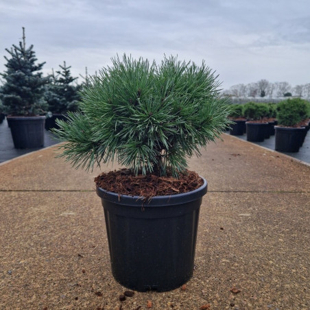Pin sylvestre 'Chantry Blue' Pot 8L 25/30cm - Pinus sylvestris Chantry Blue