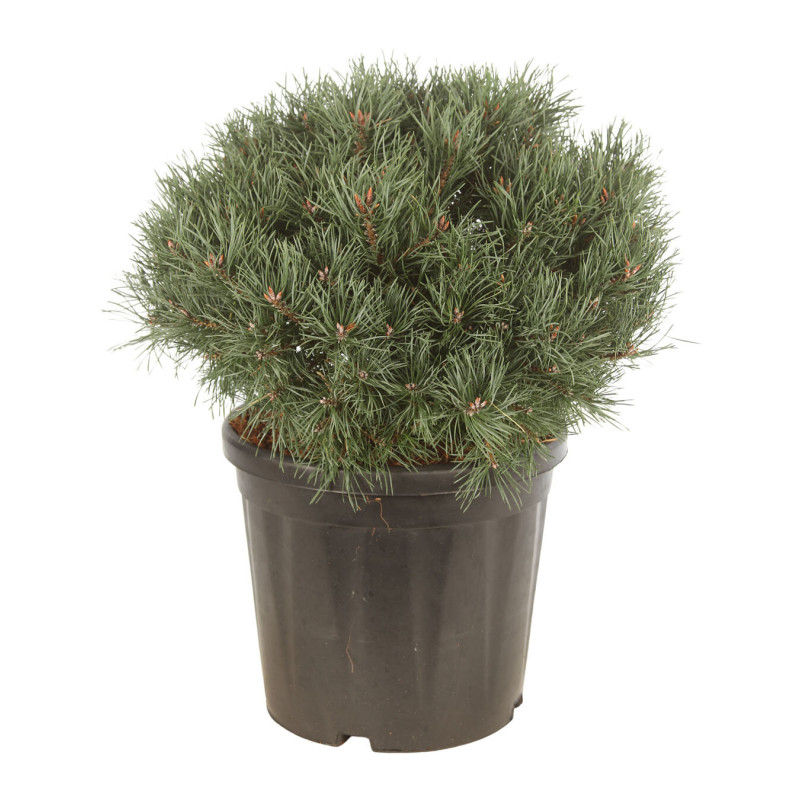 Pin sylvestre 'Martham' Pot 18L 40/50cm - Pinus sylvestris Martham