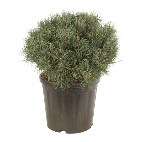 Pin sylvestre 'Martham' Pot 18L 40/50cm - Pinus sylvestris Martham