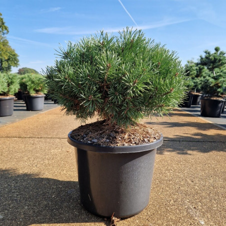 Pin sylvestre 'Sandringham' Pot 12L 30/40cm - Pinus sylvestris Sandringham