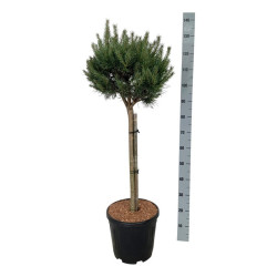 Pin sylvestre 'Watereri Nana' Pot 15L 100cm - Pinus sylvestris Watereri Nana