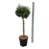 Pin sylvestre 'Watereri Nana' Pot 15L 100cm - Pinus sylvestris Watereri Nana
