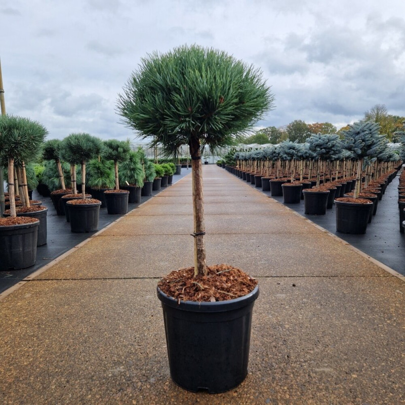 Pin sylvestre 'Watereri' Pot 18L 75cm Boule 35cm - Pinus sylvestris Watereri