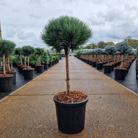 Pin sylvestre 'Watereri' Pot 18L 75cm Boule 35cm - Pinus sylvestris Watereri