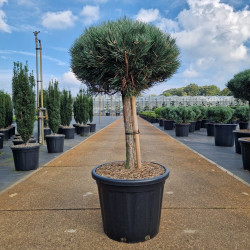 Pin sylvestre 'Watereri' Pot 35L Boule 90cm - Pinus sylvestris Watereri