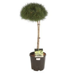 Pin sylvestre nain Pot 15L 70cm - Pinus sylvestris Nana