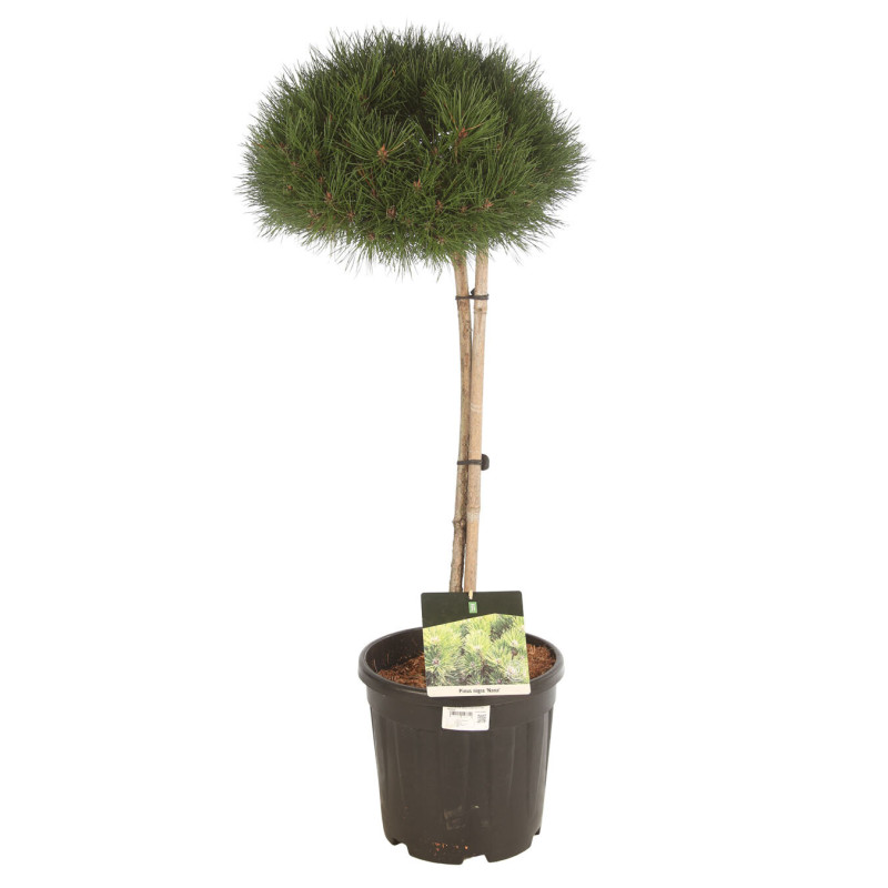 Pin sylvestre nain Pot 15L 70cm - Pinus sylvestris Nana