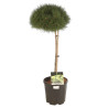 Pin sylvestre nain Pot 15L 70cm - Pinus sylvestris Nana
