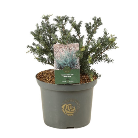 Podocarpe 'Blue Gem' Pot 5L 30cm - Podocarpus lawrencei Blue Gem