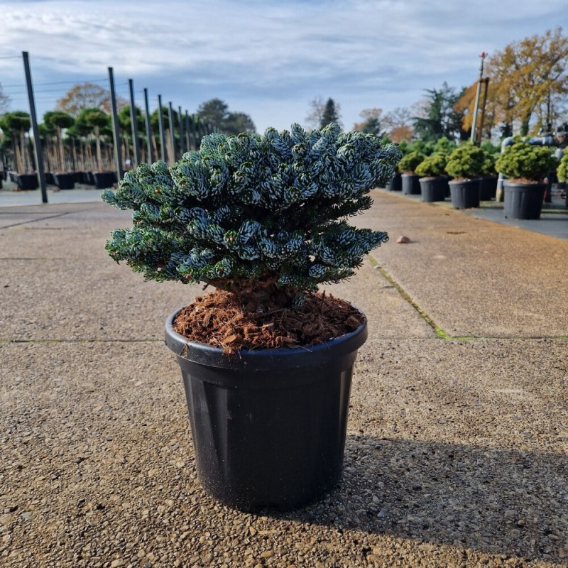 Sapin de Corée 'Kohout's Icebreaker' Pot 6L 25/30cm - Abies koreana Kohouts Icebreaker