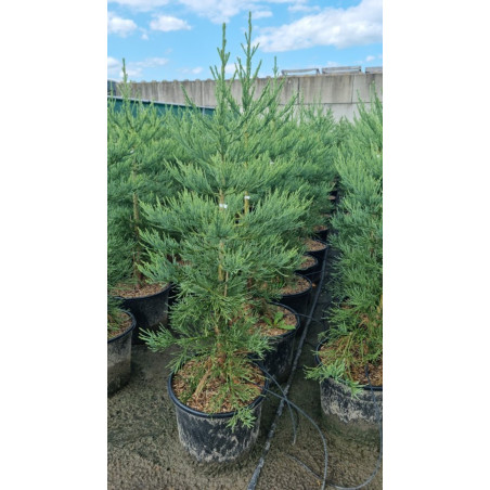 Séquoia géant bleu Pot 20L 120cm - Sequoiadendron giganteum Glaucum