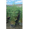 Séquoia géant bleu Pot 20L 120cm - Sequoiadendron giganteum Glaucum