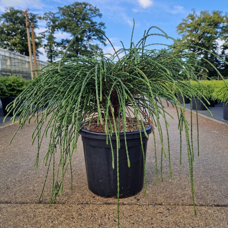 Thuya géant 'Whipcord' Pot 8L 40/50cm - Thuja plicata Whipcord