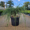 Thuya géant 'Whipcord' Pot 8L 40/50cm - Thuja plicata Whipcord