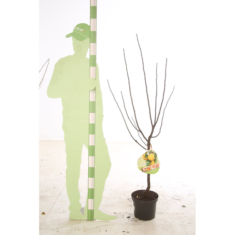 Cognassier, Coing Champion 120cm 7,5L - Cydonia oblonga