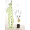 Cognassier, Coing Champion 120cm 7,5L - Cydonia oblonga
