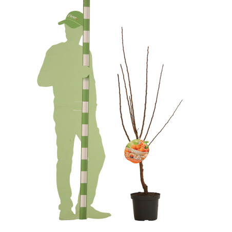Abricotier Royal 120cm Pot 7,5L - Prunus armeniaca