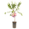Prunier Victoria 120cm Pot 5L - Prunus domestica