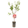 Prunier Reine Claude Dalthan 120cm 5L - Prunus domestica