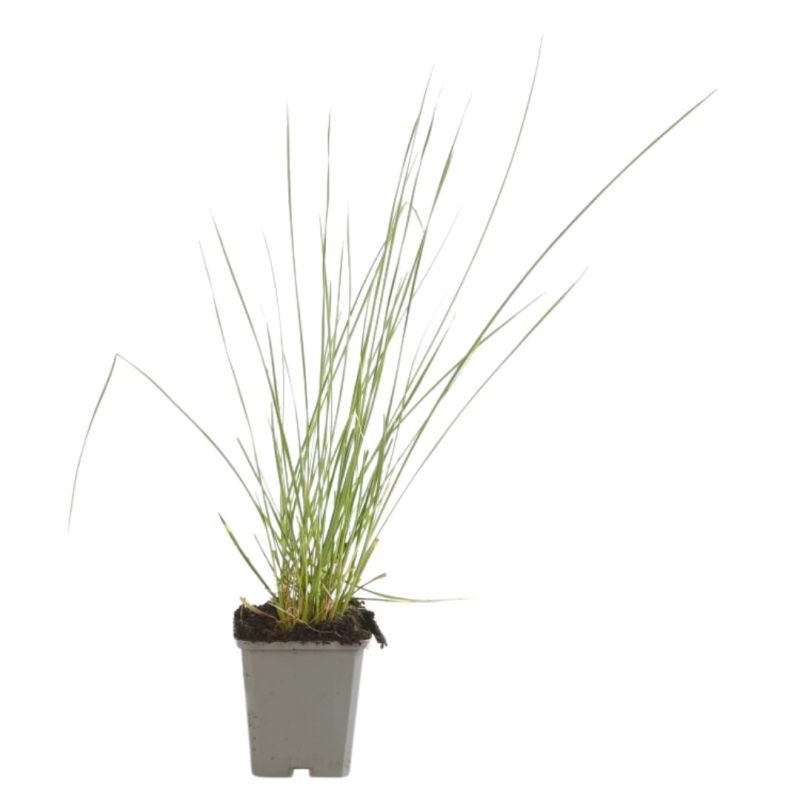Fétuque de lAtlas - Festuca mairei 40/50 cm Godet 9cm