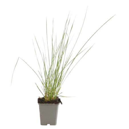 Fétuque de lAtlas - Festuca mairei 40/50 cm Godet 9cm
