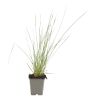 Fétuque de lAtlas - Festuca mairei 40/50 cm Godet 9cm